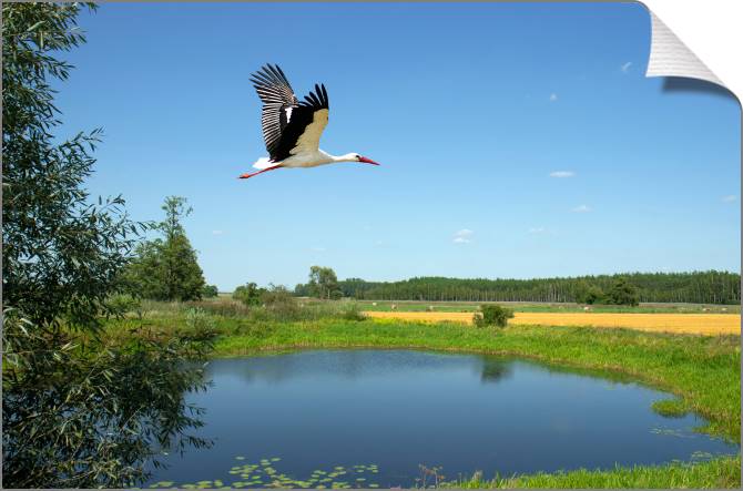 Купить и печать на заказ Картины на холсте Аист над озером