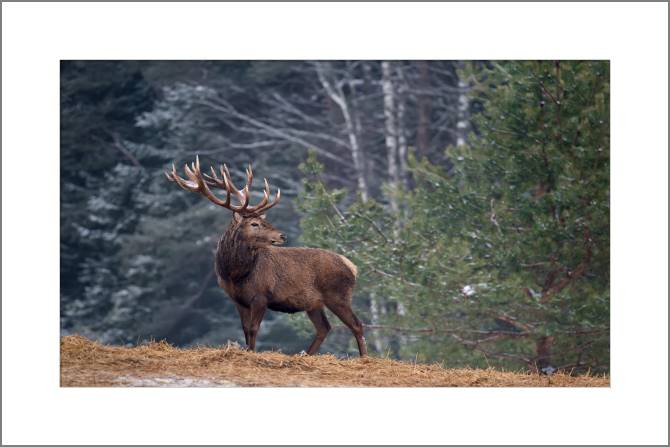 Купить и печать на заказ Картины, фото с паспарту Олень на природе