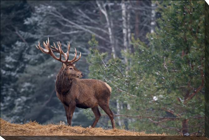 Paintings on canvas Deer in nature