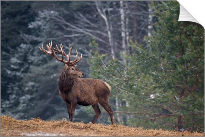 Купить и печать на заказ Картины на холсте Олень на природе