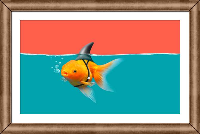 Framed and baguette paintings Goldfish with shark fin