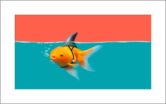 Купить и печать на заказ Картины, фото с паспарту Золотая рыбка с плавником акулы