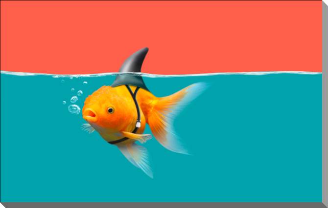 Купить и печать на заказ Картины на пластике, пеноркартоне Золотая рыбка с плавником акулы