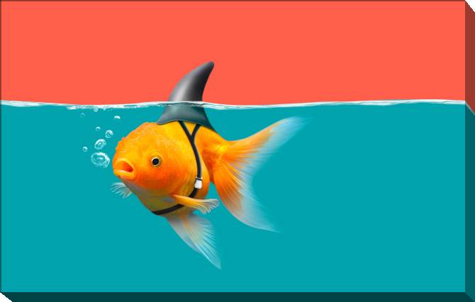 Paintings on canvas Goldfish with shark fin