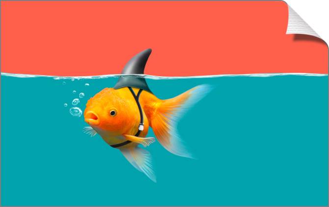 Купить и печать на заказ Картины на холсте Золотая рыбка с плавником акулы