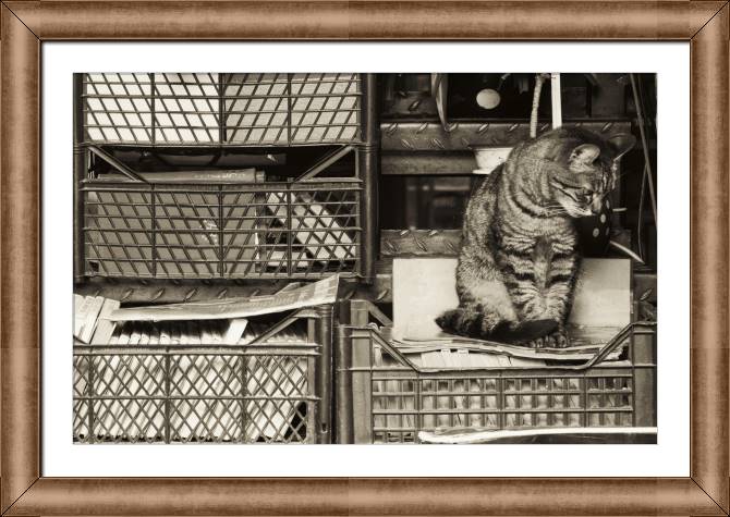 Framed and baguette paintings Cat and bookcase