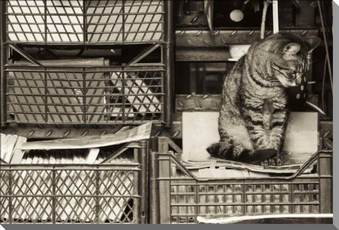 Купить и печать на заказ Картины на пластике, пеноркартоне Кот и книжный шкаф