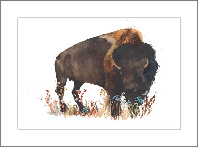 Купить и печать на заказ Картины, фото с паспарту Зубр акварель