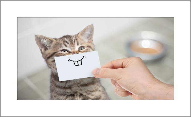 Купить и печать на заказ Картины, фото с паспарту Забавный кот с улыбкой