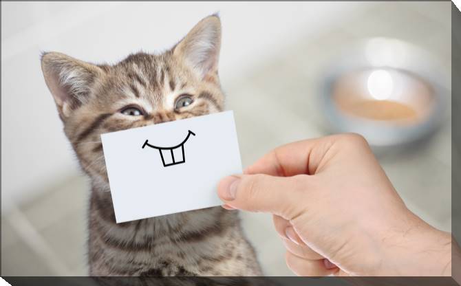 Paintings on canvas Funny cat with a smile
