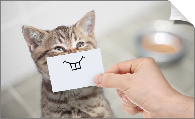 Купить и печать на заказ Картины на холсте Забавный кот с улыбкой