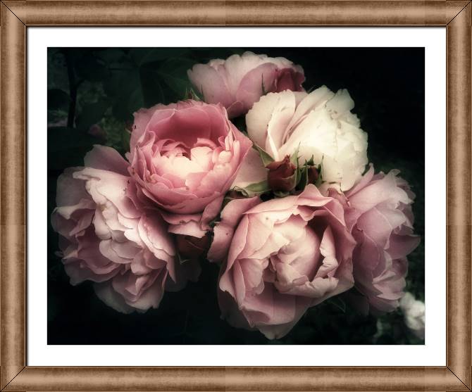 Картины в рамке, багете Pink roses on a dark background