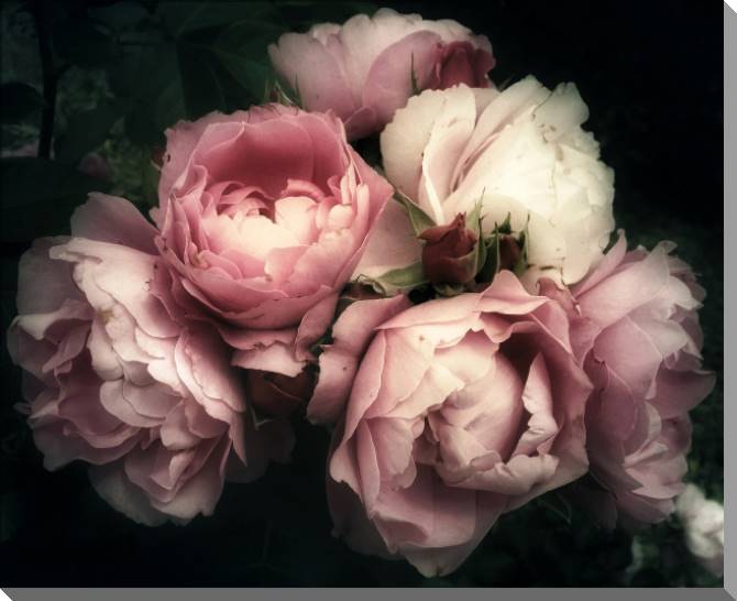 Купить и печать на заказ Картины на пластике, пеноркартоне Розовые розы на темном фоне