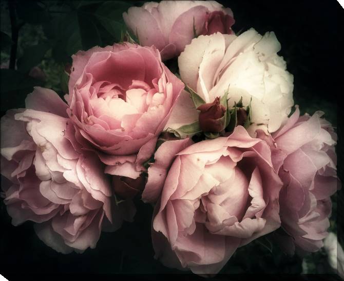 Paintings on canvas Pink roses on a dark background
