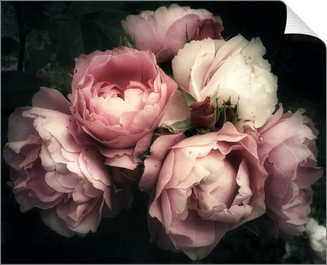 Paintings on canvas Pink roses on a dark background