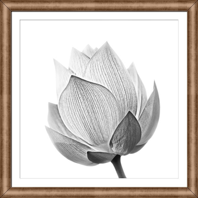 Картины в рамке, багете Lotus black &amp; white photo