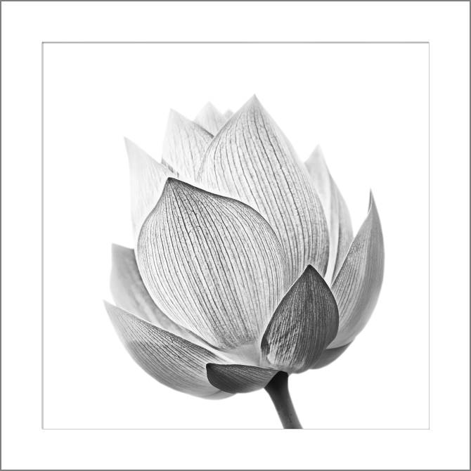 Купить и печать на заказ Картины, фото с паспарту Лотос черно-белое фото