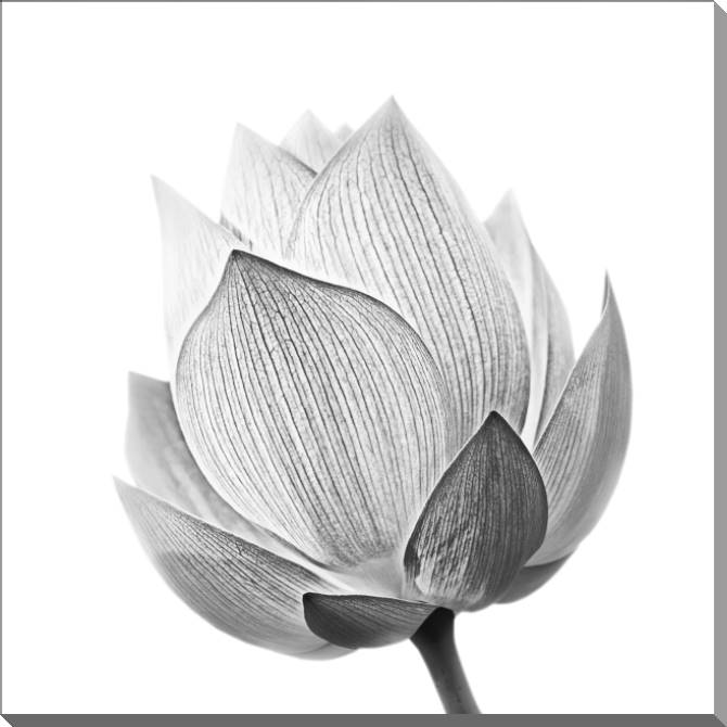 Купить и печать на заказ Картины на пластике, пеноркартоне Лотос черно-белое фото