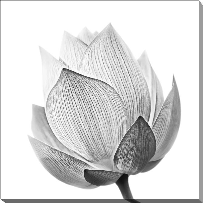Paintings on canvas Lotus black &amp; white photo