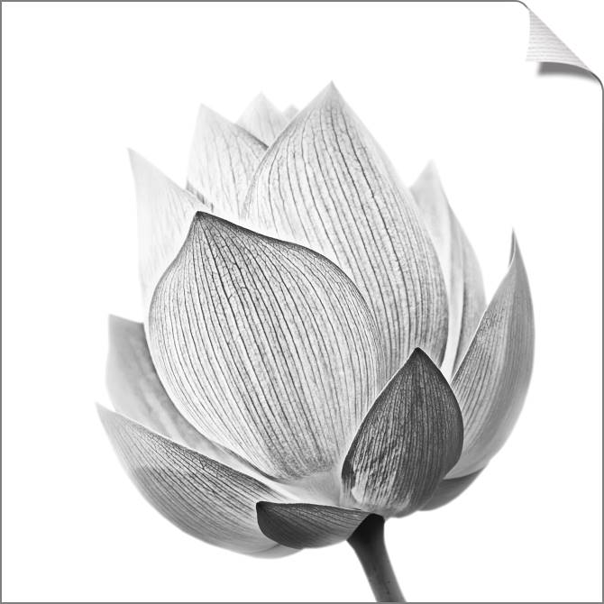 Paintings on canvas Lotus black &amp; white photo