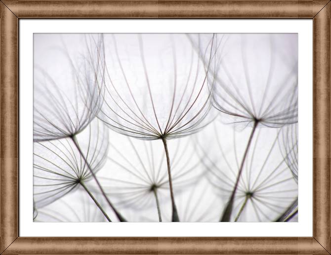 Картины в рамке, багете Dandelion closeup