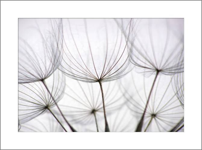 Купить и печать на заказ Картины, фото с паспарту Одуванчик крупным планом