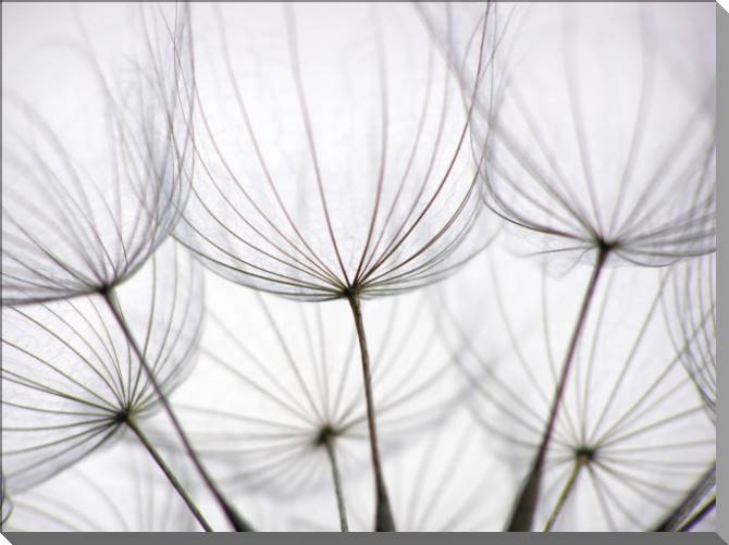 Купить и печать на заказ Картины на пластике, пеноркартоне Одуванчик крупным планом