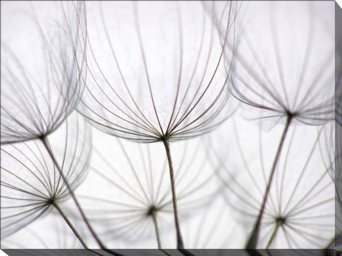 Paintings on canvas Dandelion closeup