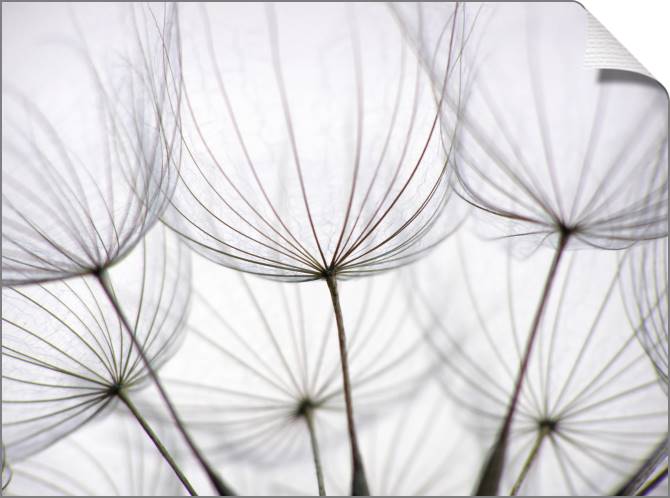 Paintings on canvas Dandelion closeup
