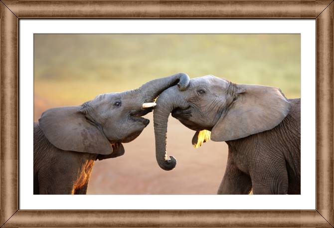 Framed and baguette paintings Elephants