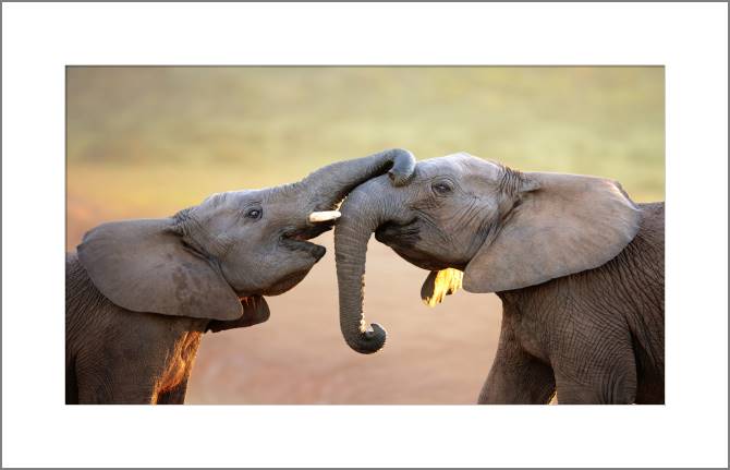 Купить и печать на заказ Картины, фото с паспарту Слоники