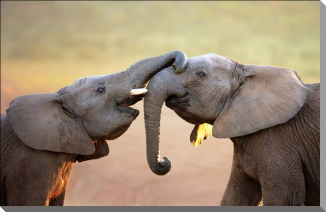 Купить и печать на заказ Картины на пластике, пеноркартоне Слоники