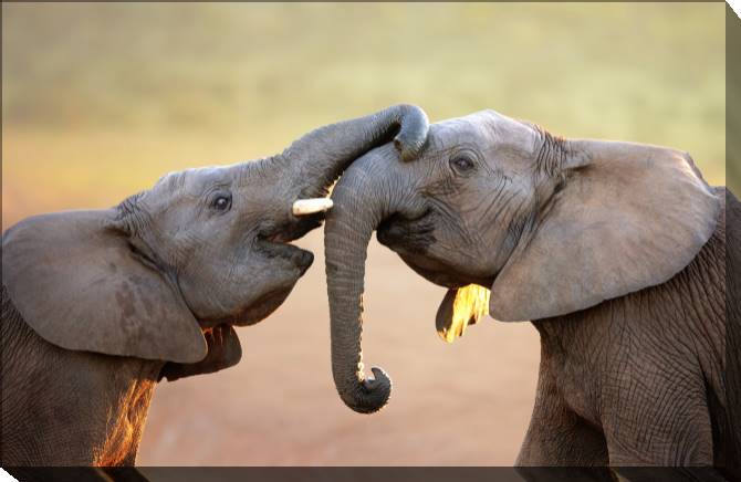 Paintings on canvas Elephants