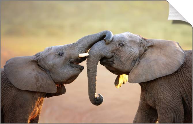 Купить и печать на заказ Картины на холсте Слоники