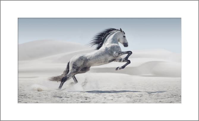 Купить и печать на заказ Картины, фото с паспарту Серая лошадь