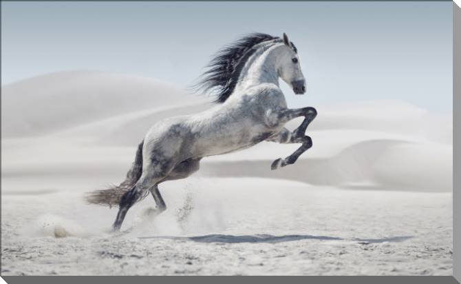 Купить и печать на заказ Картины на пластике, пеноркартоне Серая лошадь