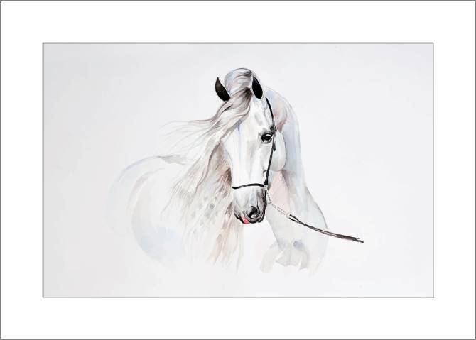 Купить и печать на заказ Картины, фото с паспарту Белая лошадь иллюстрация