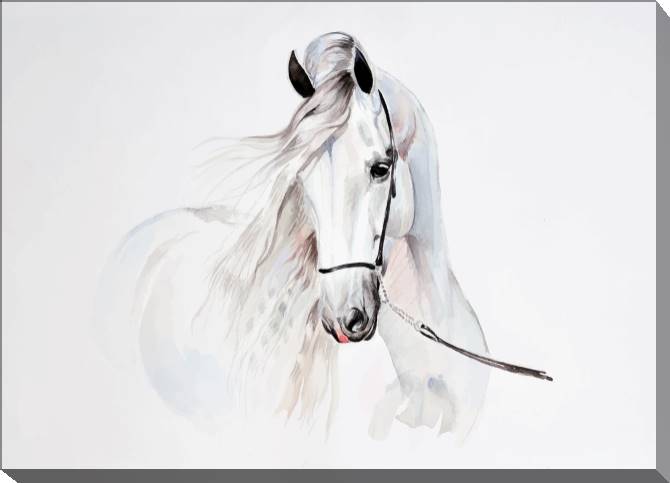 Paintings on canvas White horse illustration