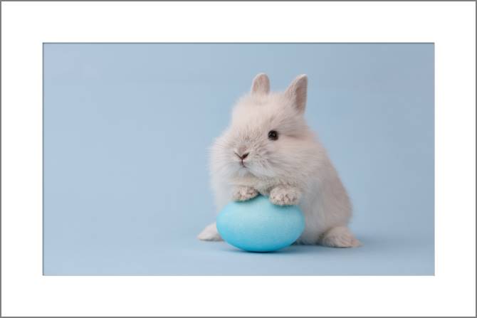 Купить и печать на заказ Картины, фото с паспарту Милый кролик с яйцом