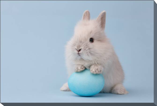 Paintings on canvas Cute rabbit with egg