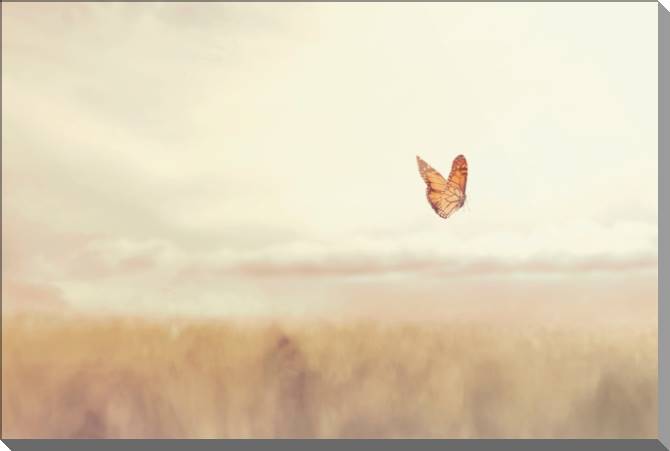 Купить и печать на заказ Картины на пластике, пеноркартоне Бабочка в поле