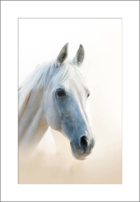 Купить и печать на заказ Картины Белая лошадь