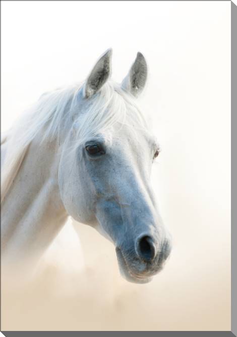 Купить и печать на заказ Картины на пластике, пеноркартоне Белая лошадь