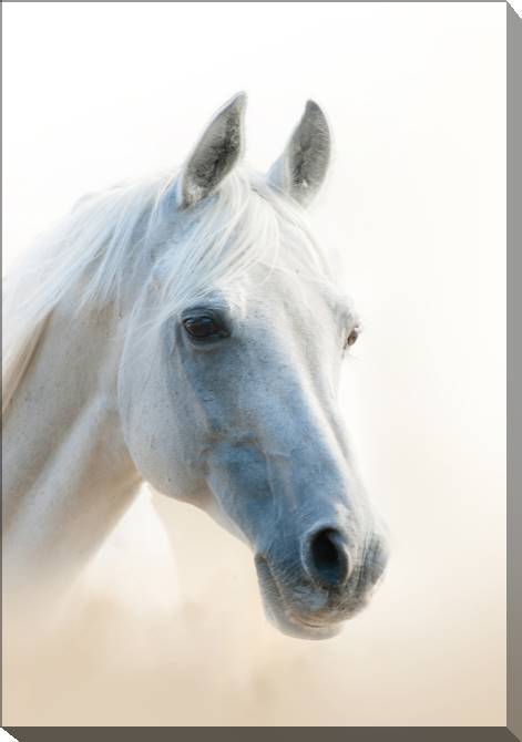 Paintings on canvas White horse