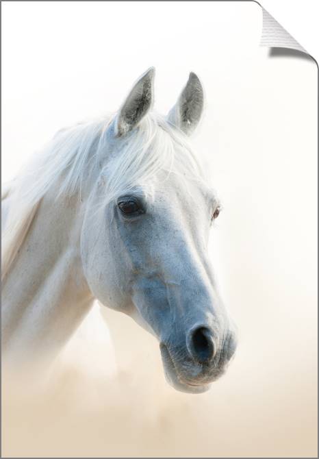 Купить и печать на заказ Картины на холсте Белая лошадь