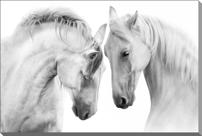 Купить и печать на заказ Картины на пластике, пеноркартоне Пара лошадей