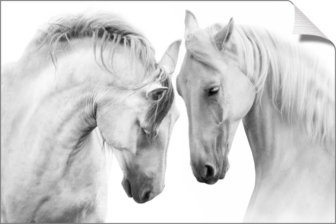 Купить и печать на заказ Картины на холсте Пара лошадей