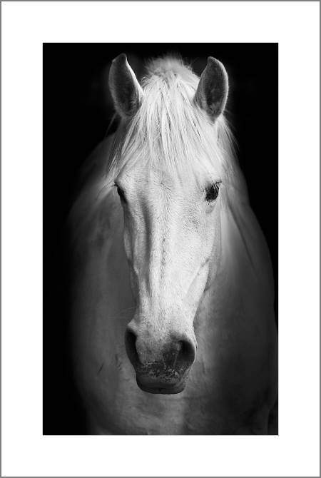 Купить и печать на заказ Картины, фото с паспарту Черно-белый портрет лошади