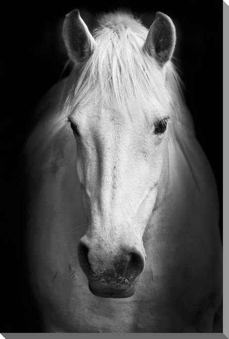 Купить и печать на заказ Картины на пластике, пеноркартоне Черно-белый портрет лошади