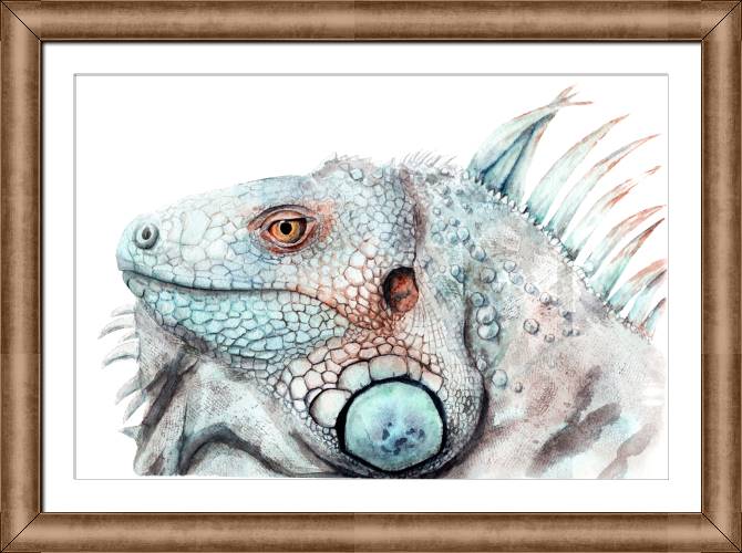 Купить и печать на заказ Картины в рамке, багете Игуана акварель